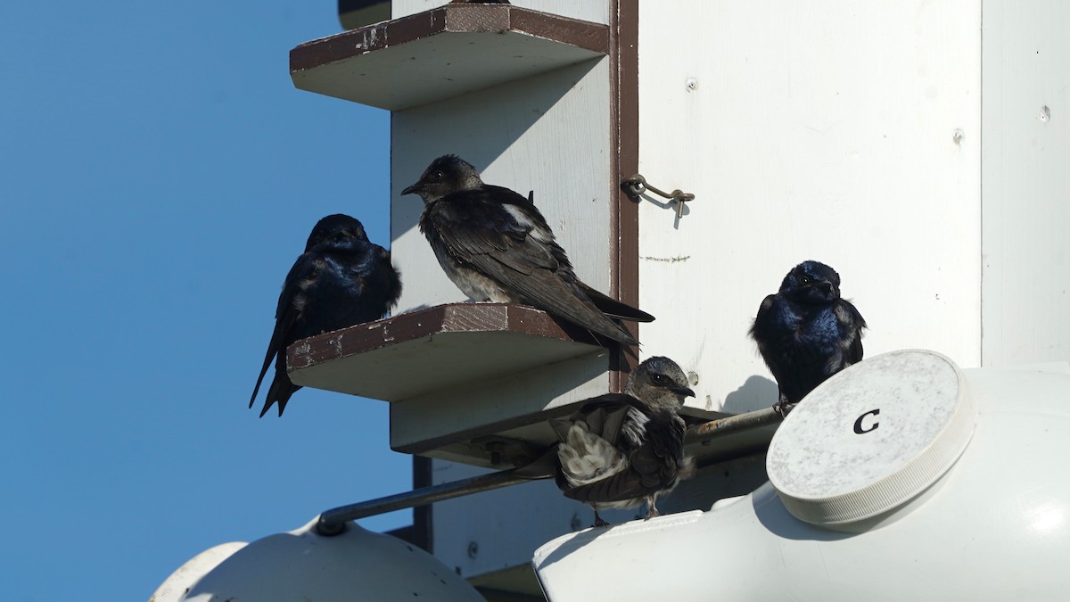 Purple Martin - Indira Thirkannad