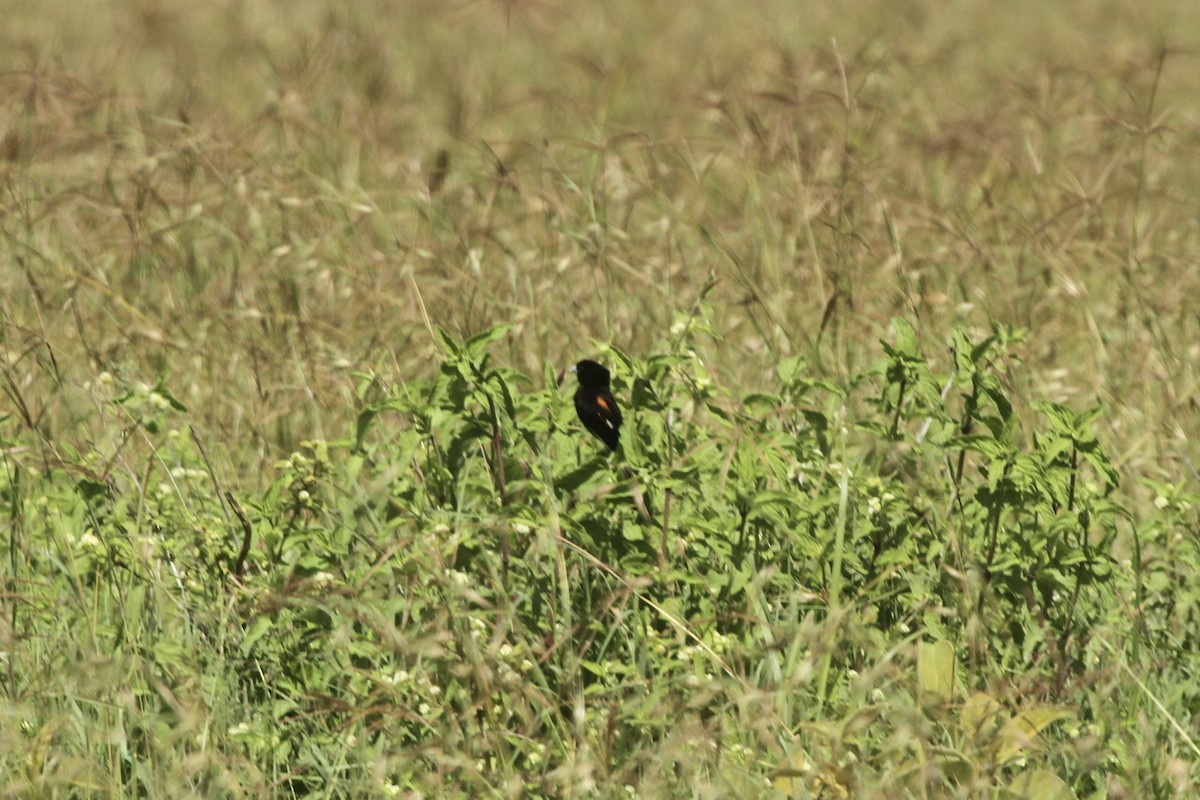 White-winged Widowbird - Roger Hurt