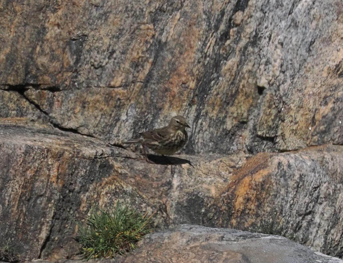 Rock Pipit - ting zou