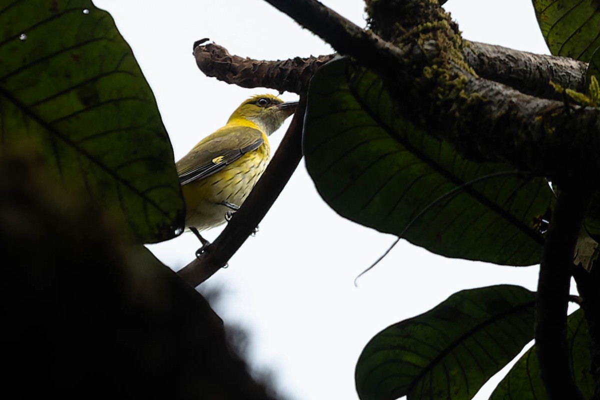 Indian Golden Oriole - Zebedee Muller