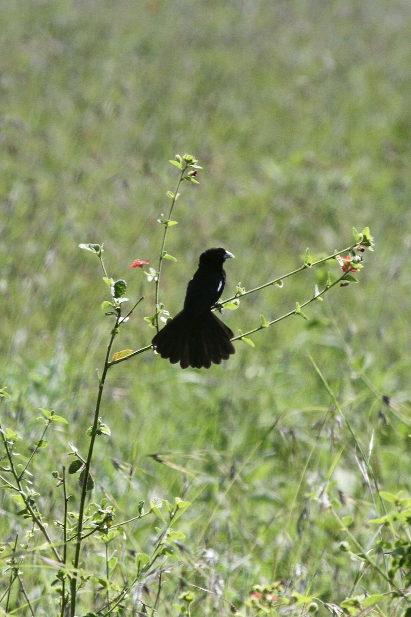 White-winged Widowbird - Roger Hurt