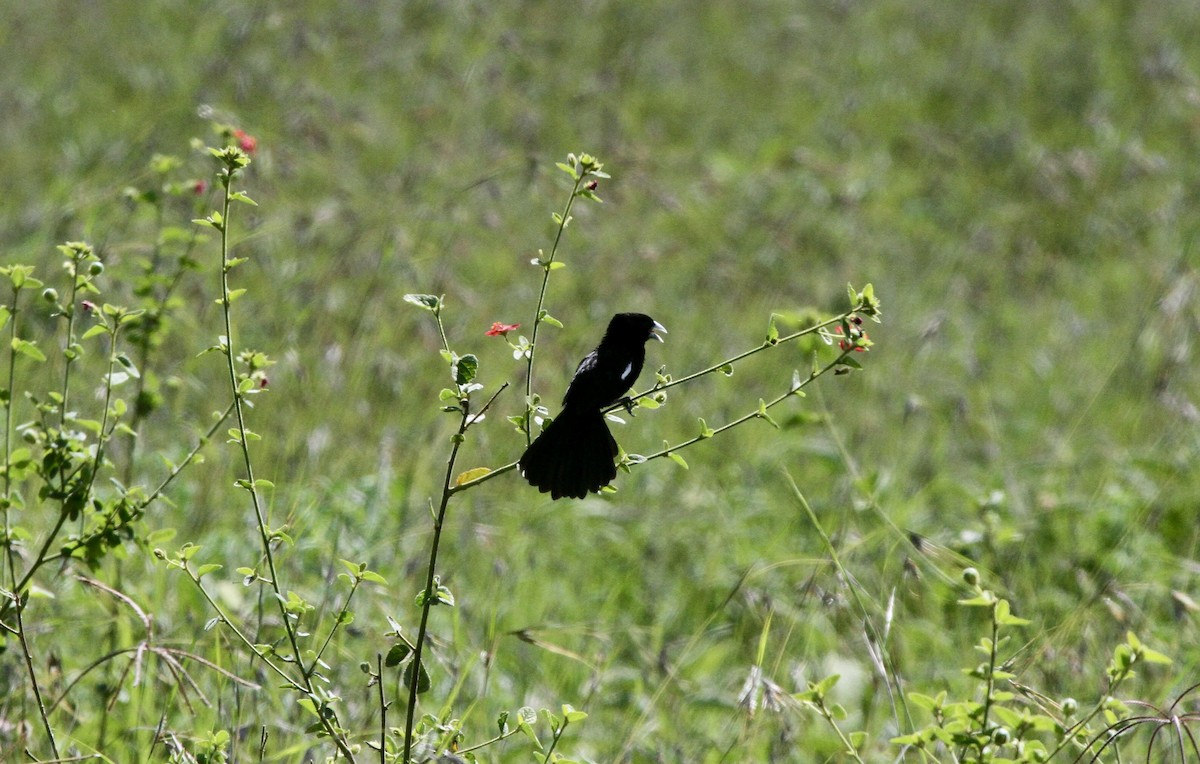 White-winged Widowbird - Roger Hurt