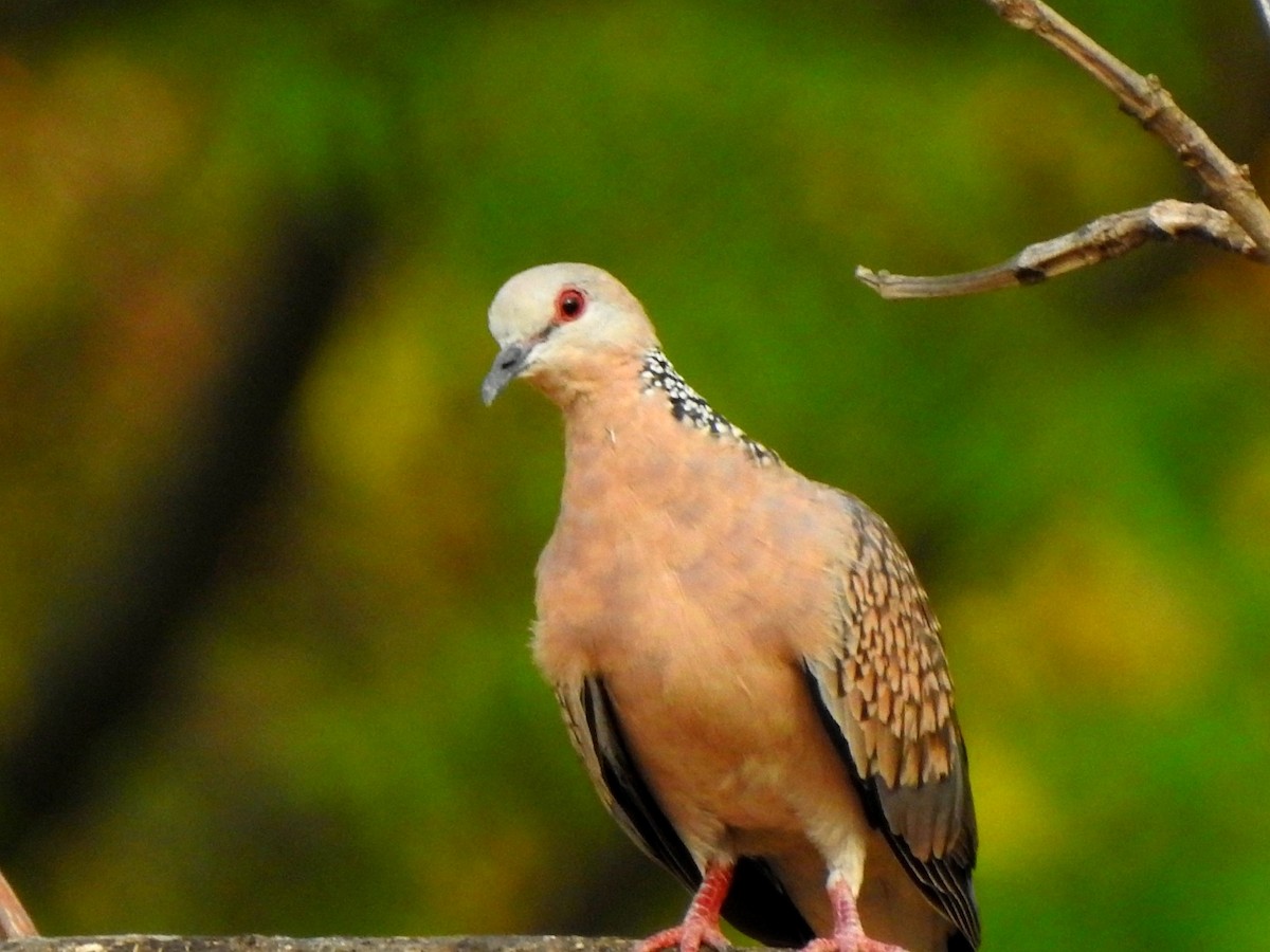 Spotted Dove - Hemraj Patil