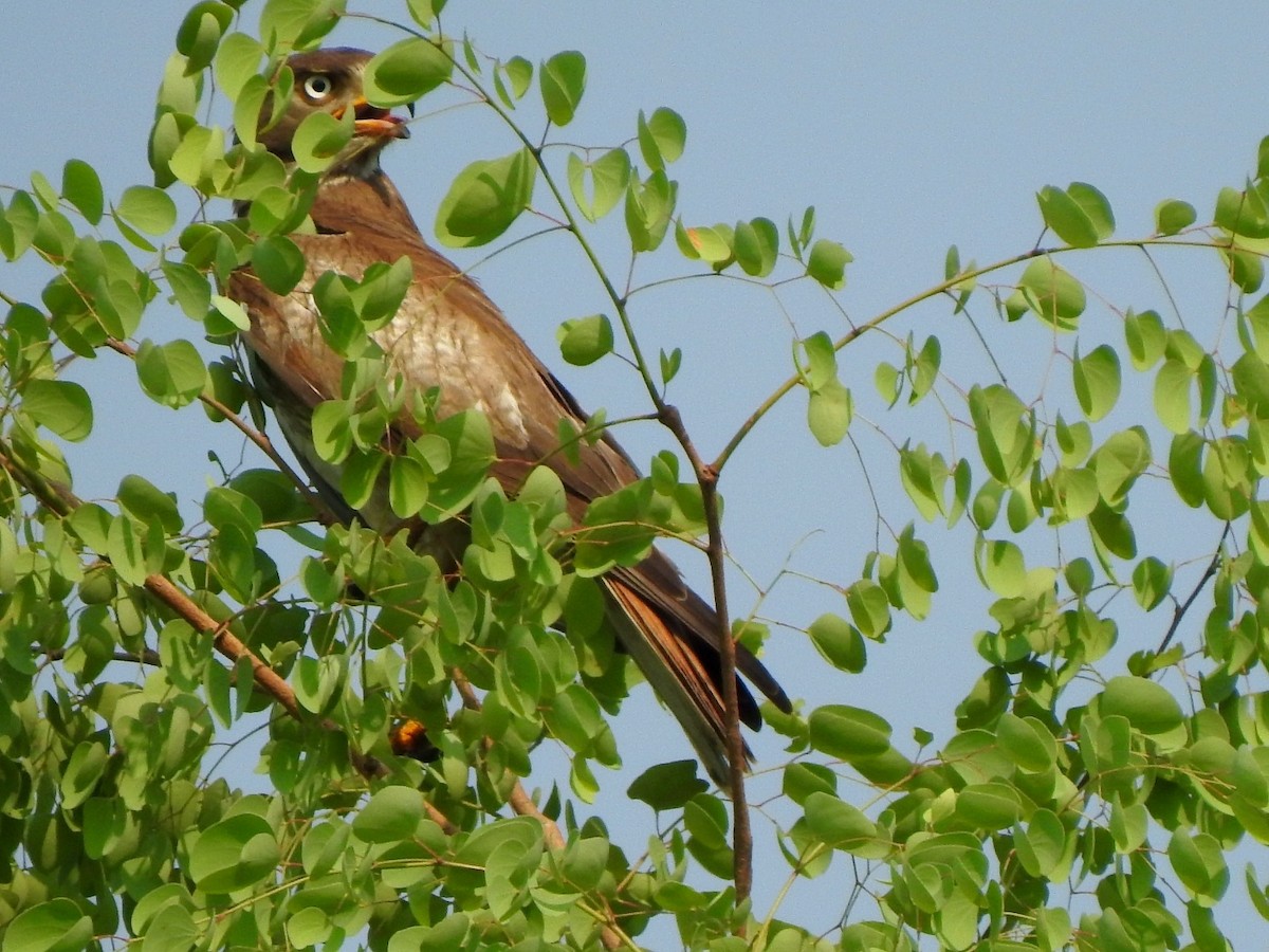 White-eyed Buzzard - Hemraj Patil