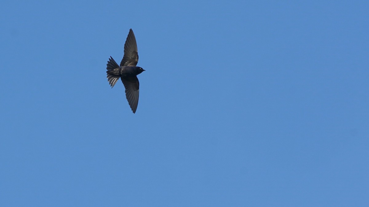 Purple Martin - Indira Thirkannad