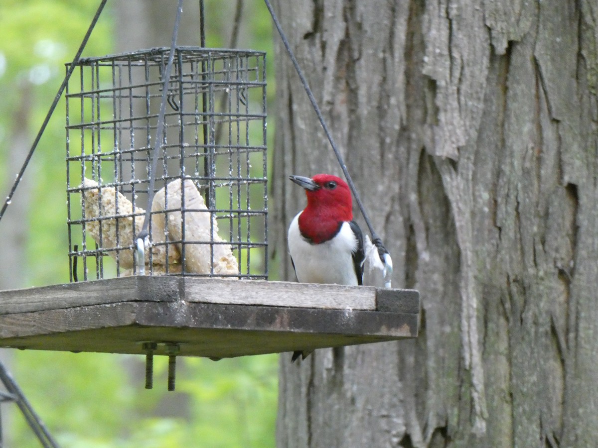 Red-headed Woodpecker - ML619277297