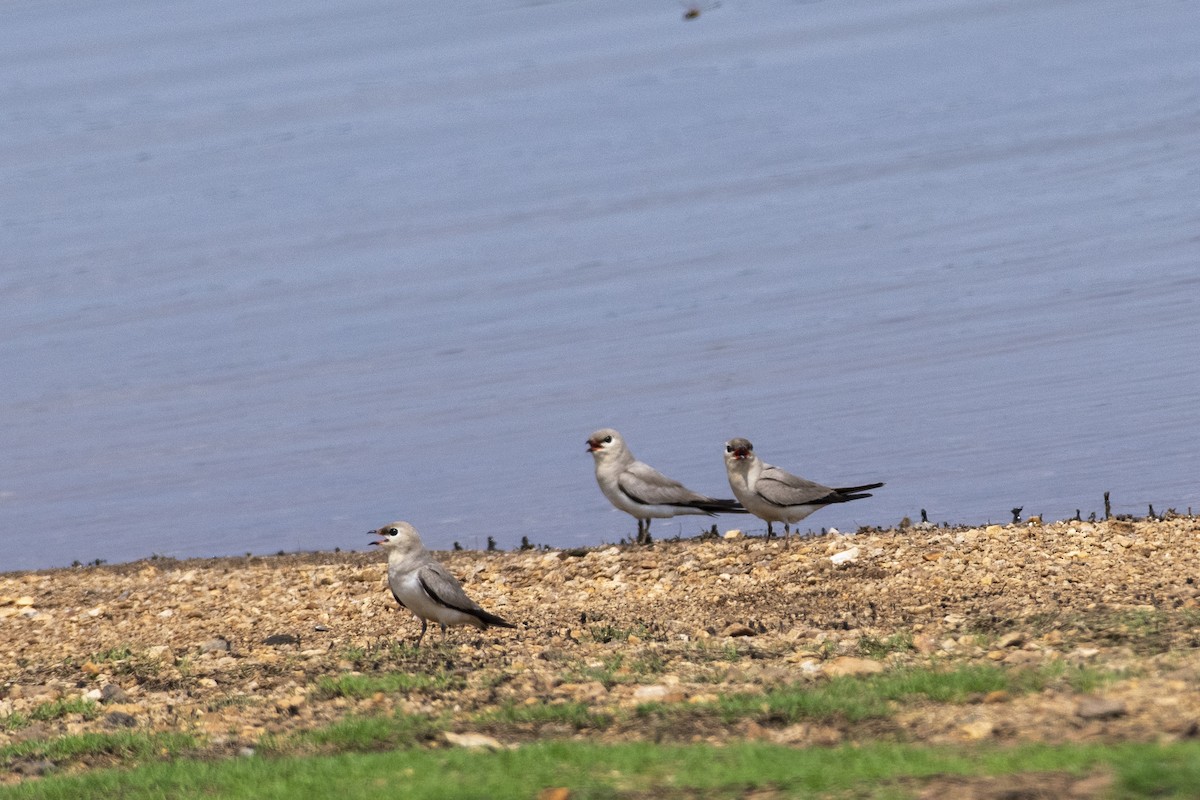 Small Pratincole - Ajith P S