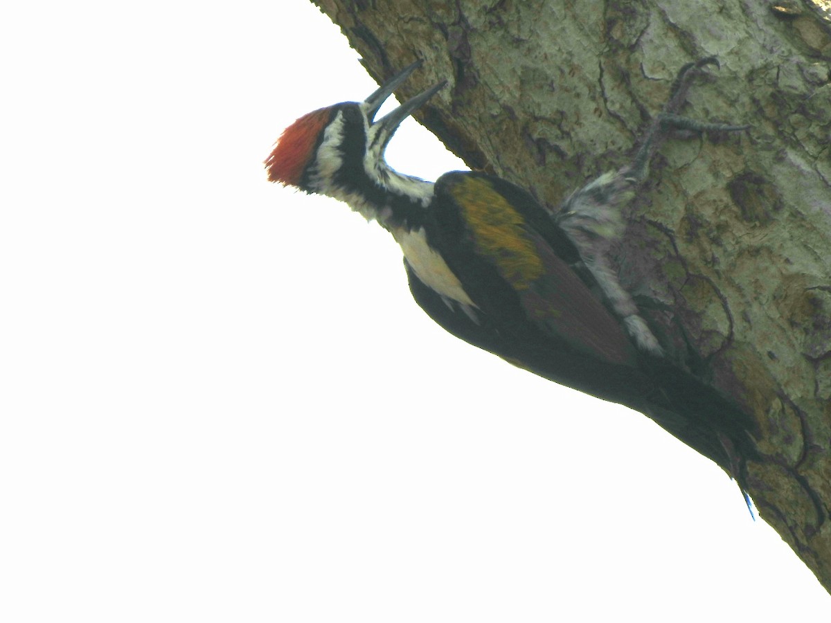 White-naped Woodpecker - ML619277307