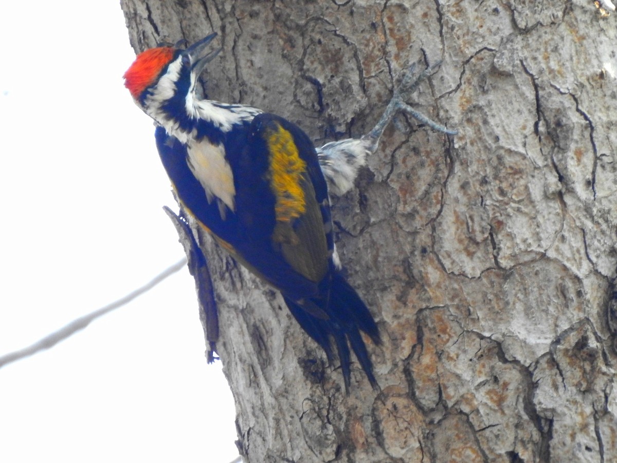 White-naped Woodpecker - ML619277308