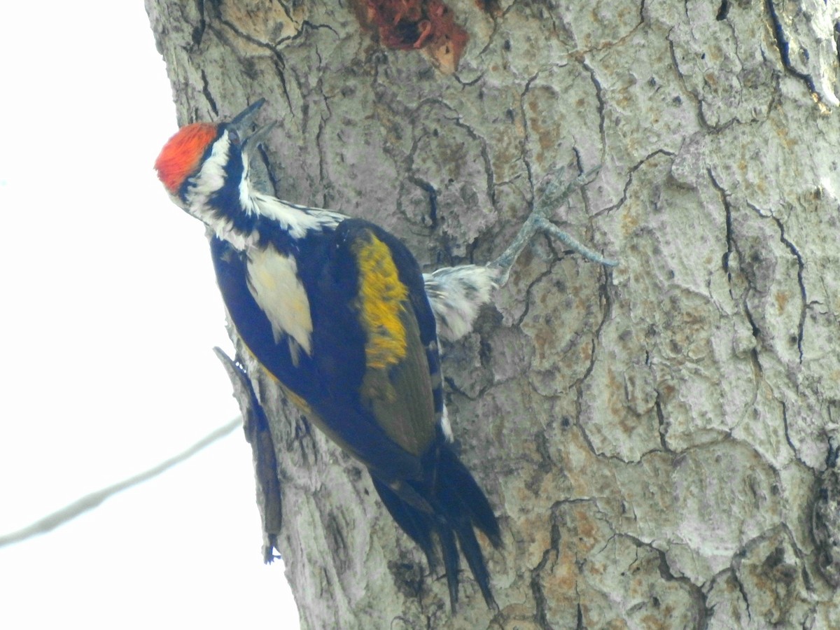 White-naped Woodpecker - ML619277309