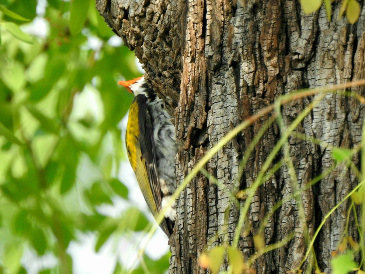 White-naped Woodpecker - ML619277310