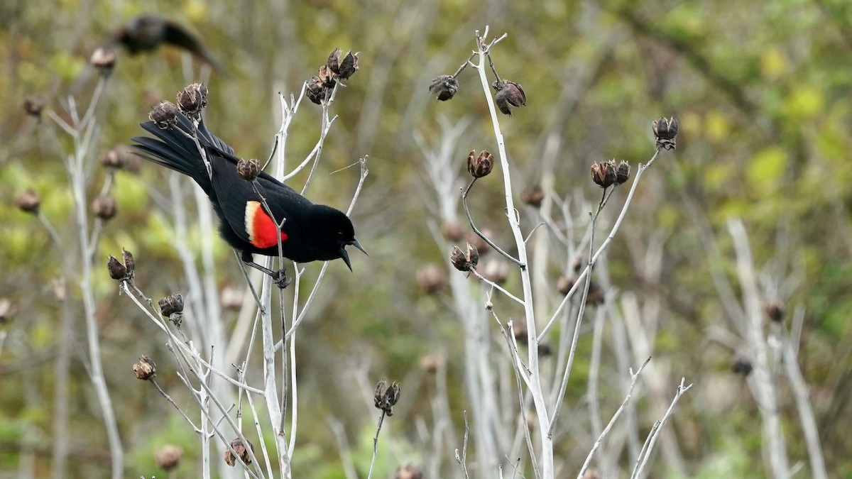 Red-winged Blackbird - Indira Thirkannad