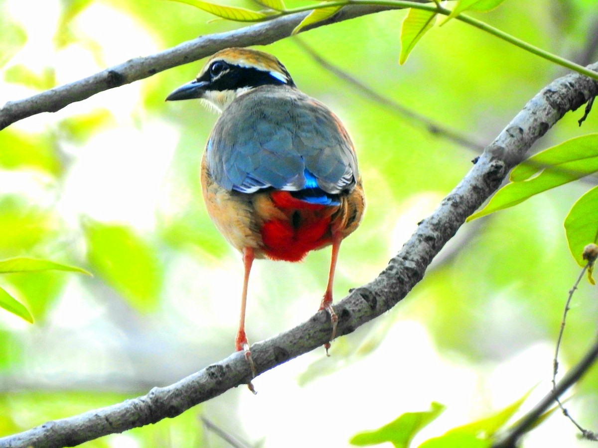 Indian Pitta - Hemraj Patil