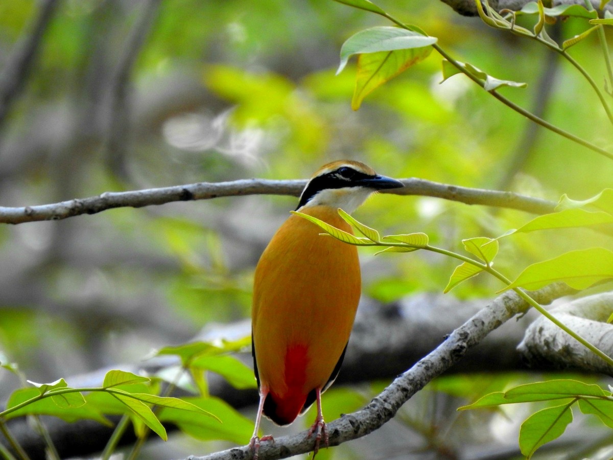 Indian Pitta - Hemraj Patil