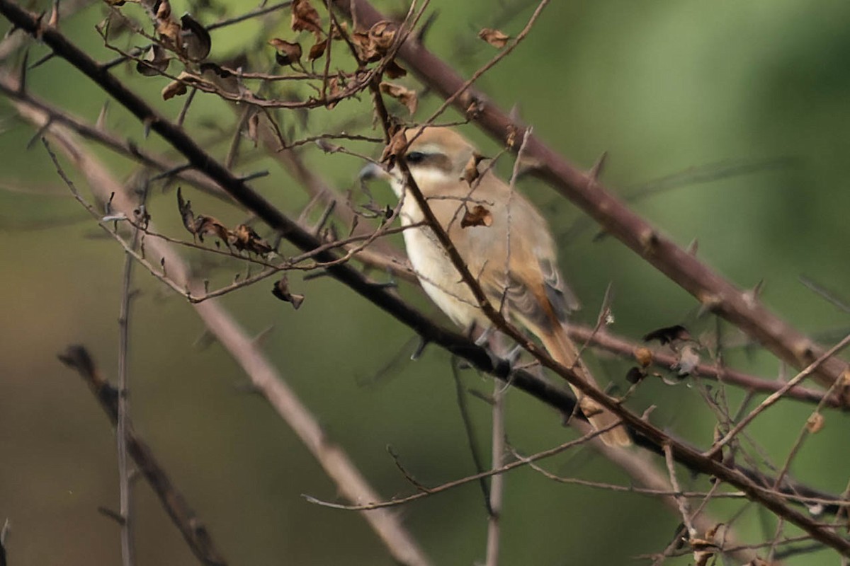 Brown Shrike - Zebedee Muller