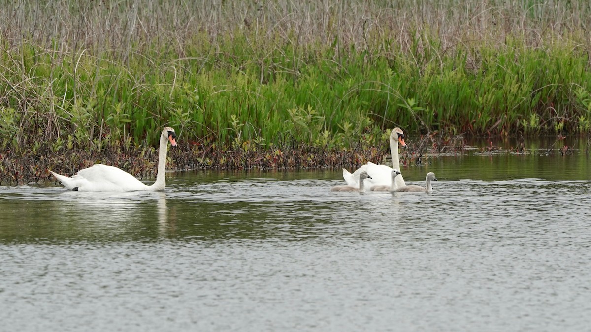 Mute Swan - Indira Thirkannad