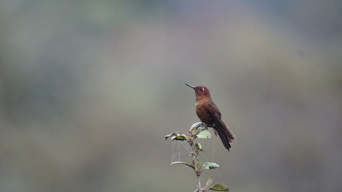 Coppery Metaltail - Paul Gössinger