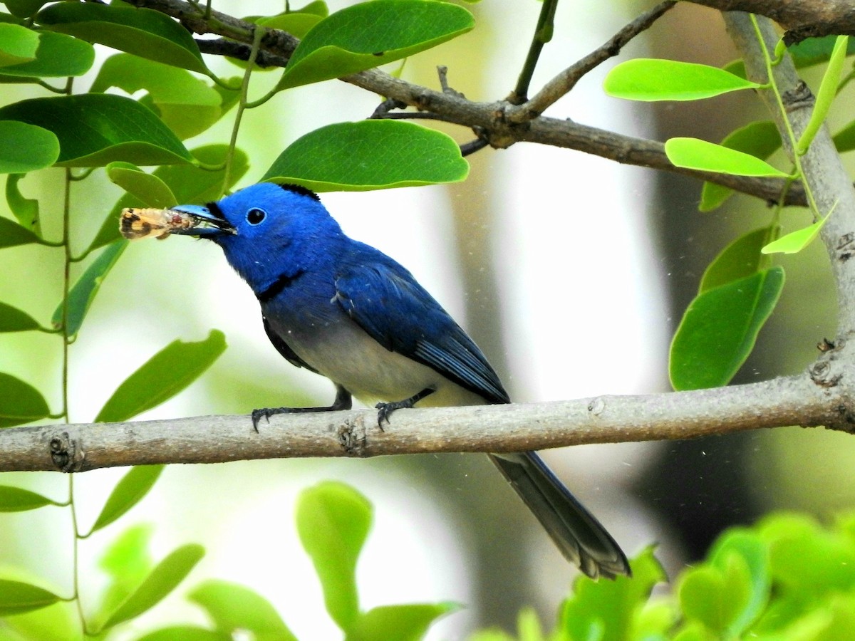 Black-naped Monarch - Hemraj Patil