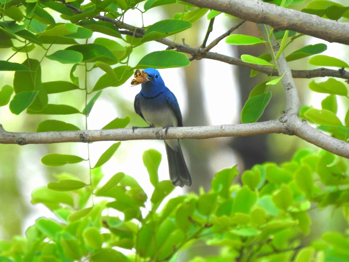 Black-naped Monarch - ML619277358