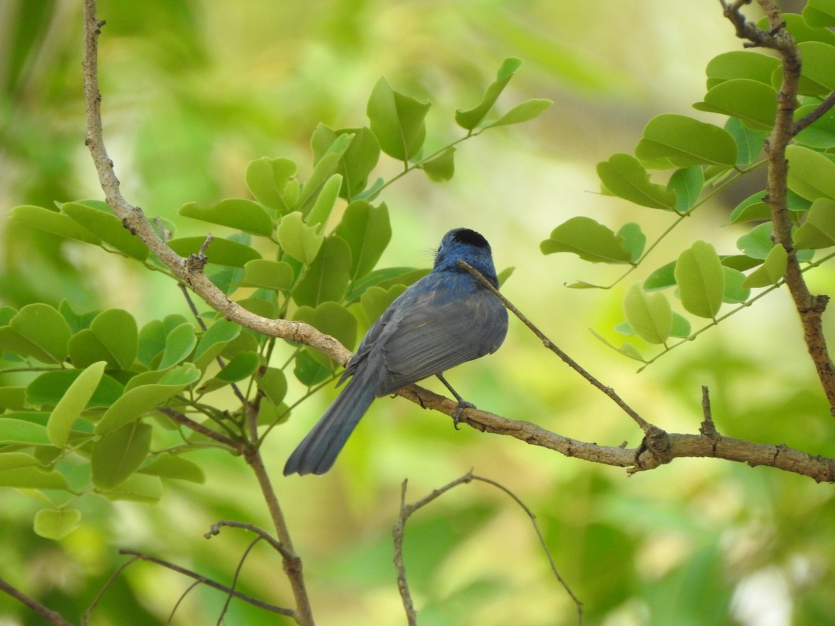 Black-naped Monarch - ML619277360