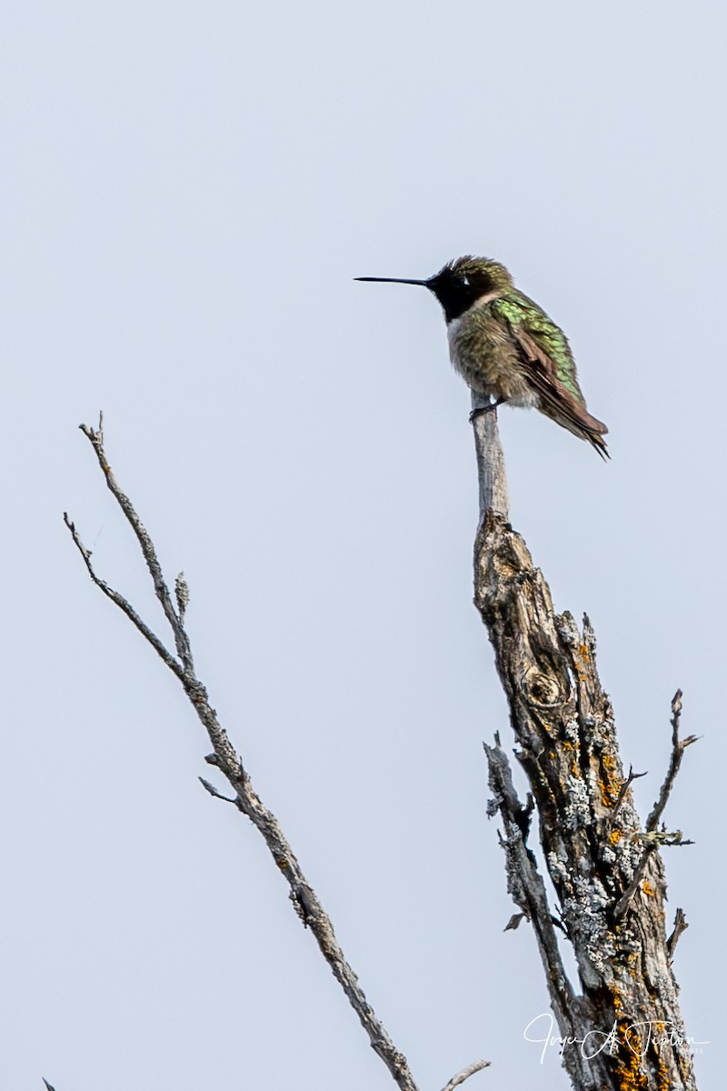 Black-chinned Hummingbird - ML619277369