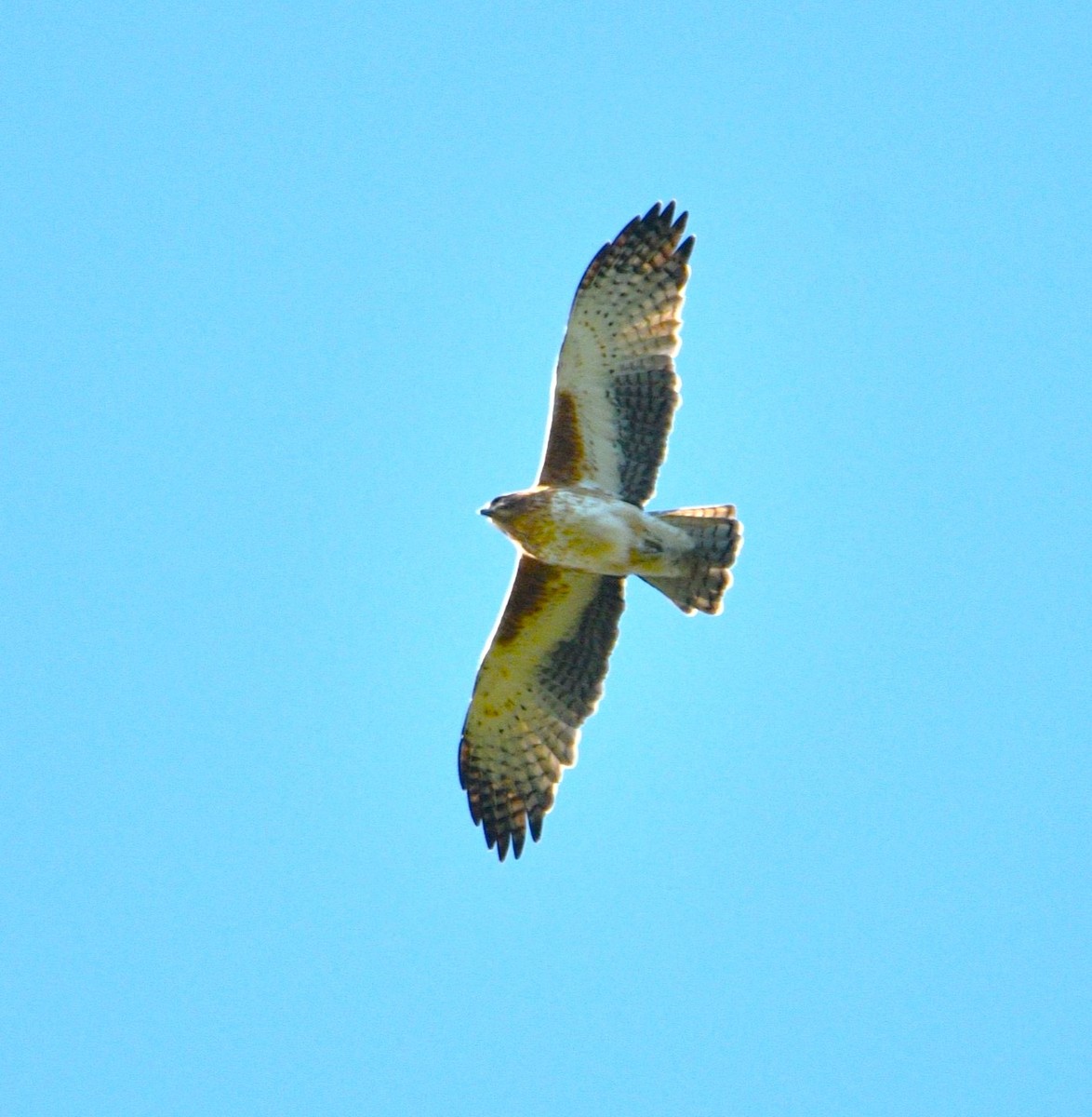 Águila Chica - ML619277382