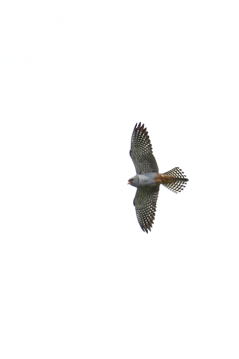 Red-footed Falcon - Daniel Branch