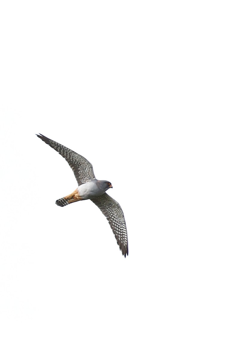 Red-footed Falcon - Daniel Branch