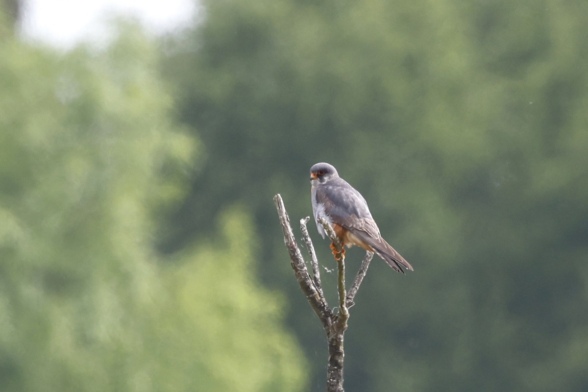 Red-footed Falcon - Daniel Branch