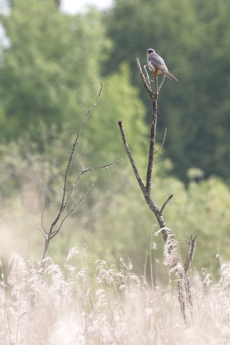 Red-footed Falcon - Daniel Branch