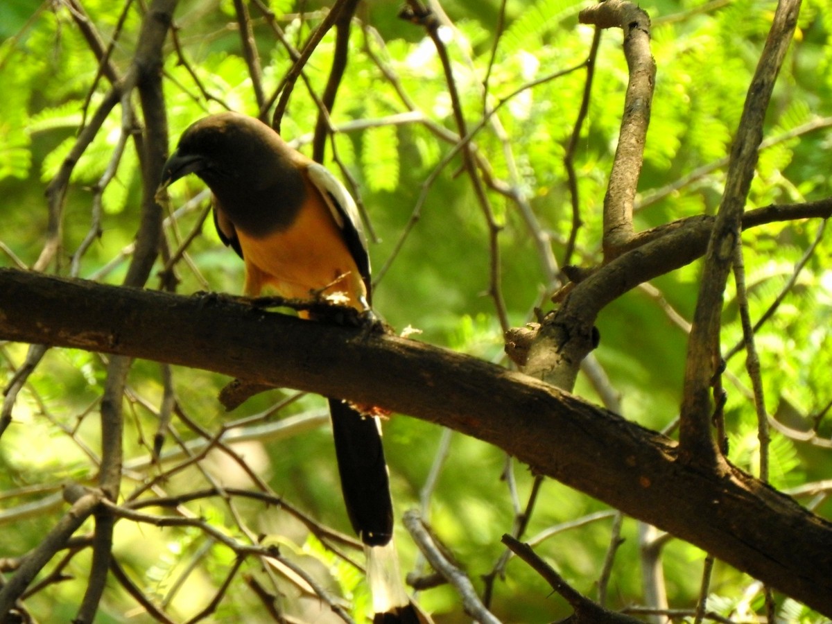 Rufous Treepie - Hemraj Patil