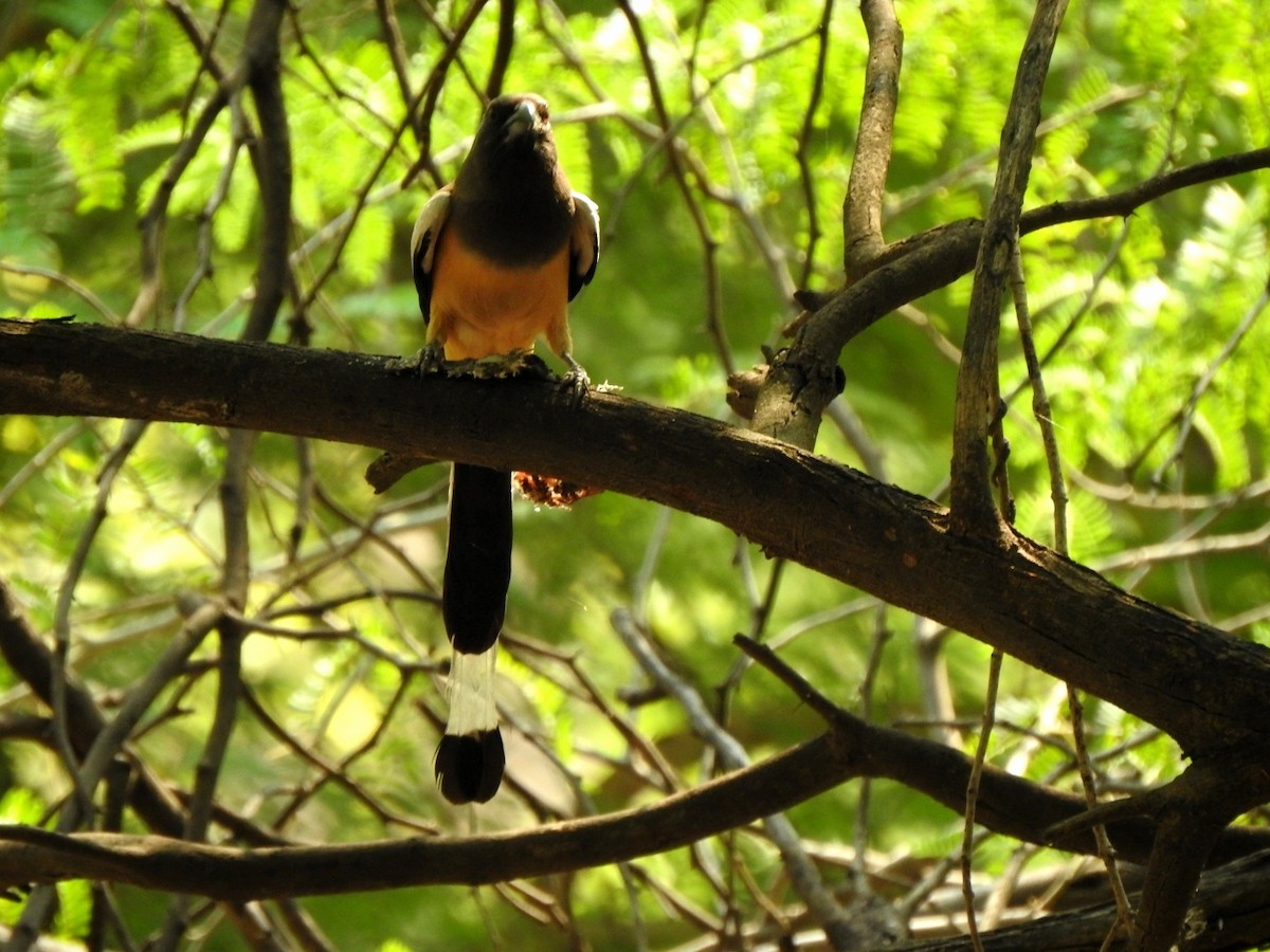 Rufous Treepie - Hemraj Patil