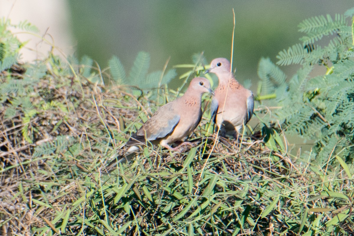 Laughing Dove - Ashok Kolluru