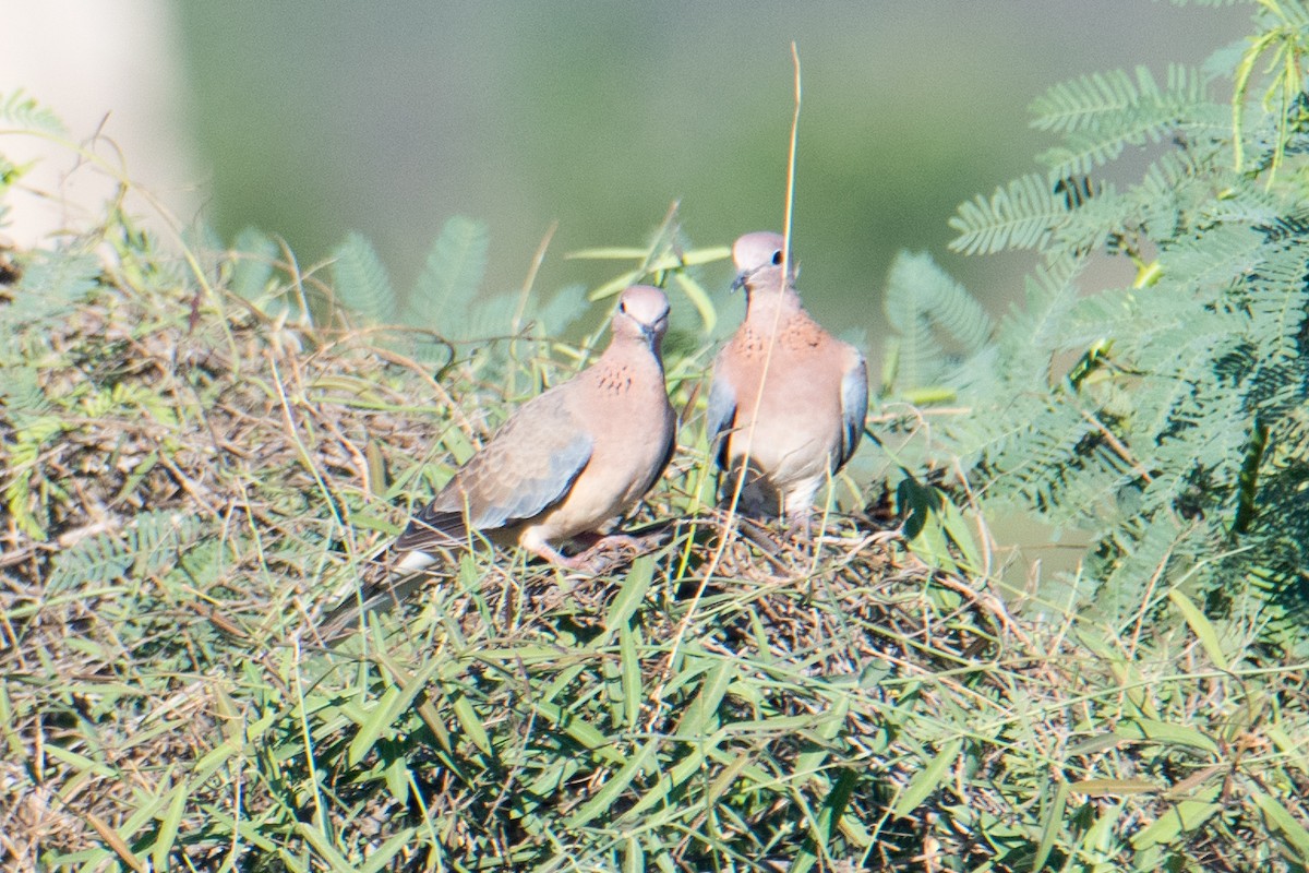 Laughing Dove - Ashok Kolluru