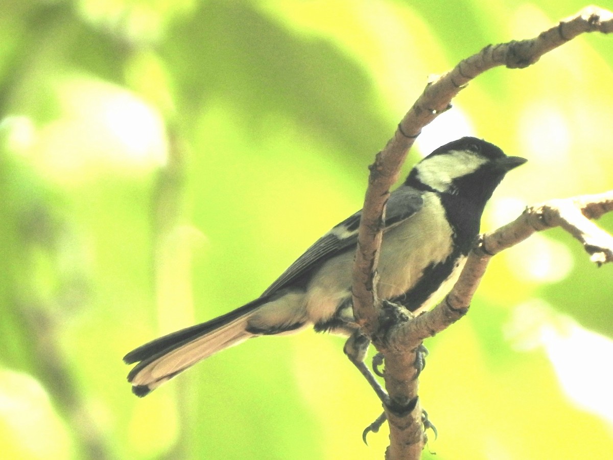 Cinereous Tit - Hemraj Patil