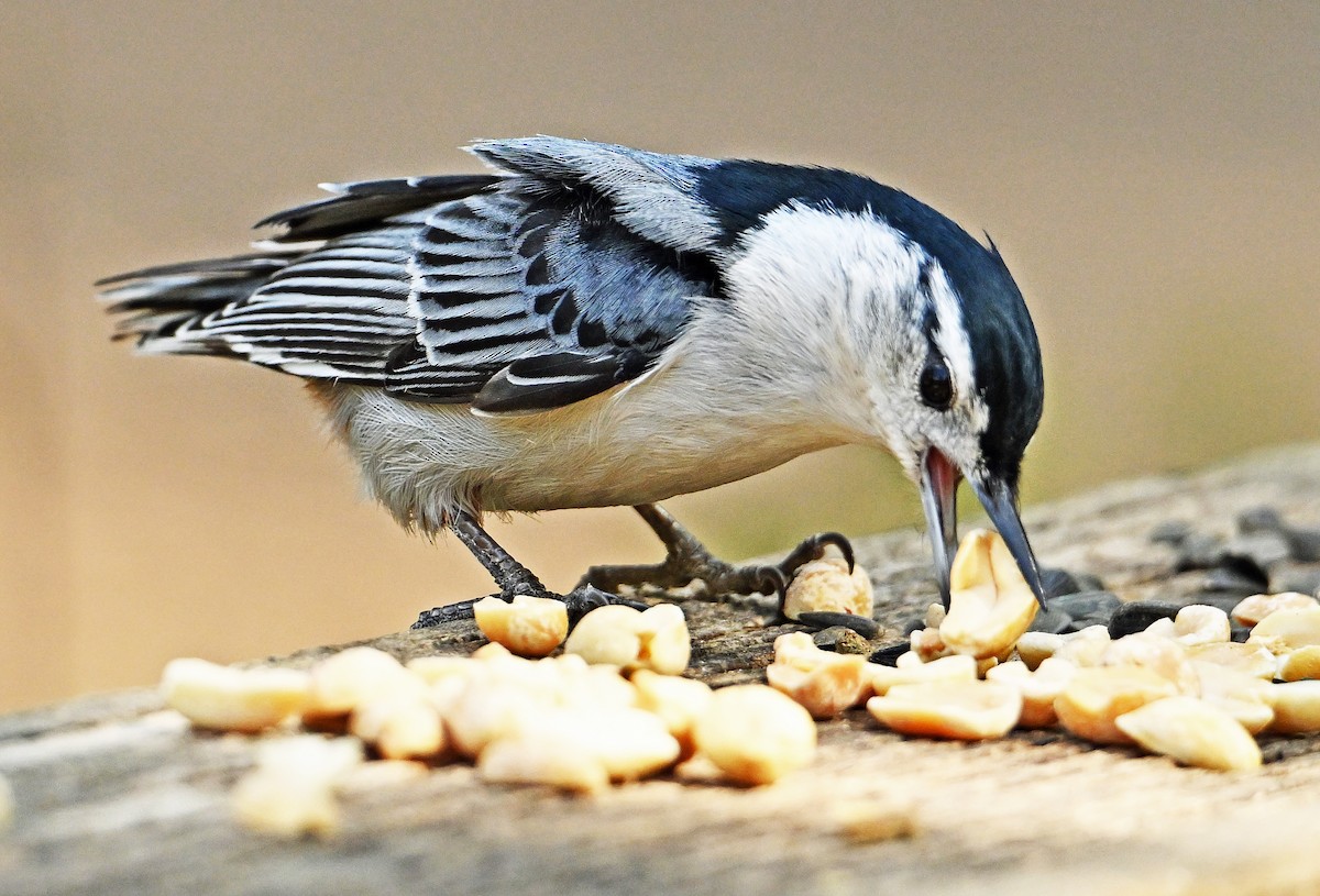 White-breasted Nuthatch - Wayne Oakes