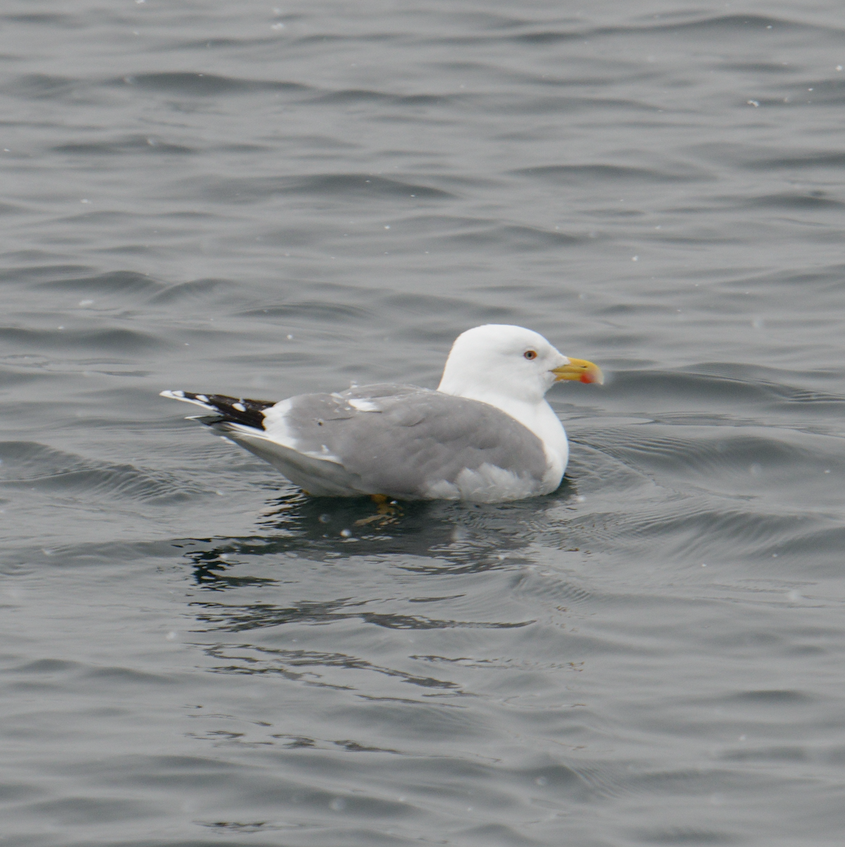 Yellow-legged Gull - Kevin Huang