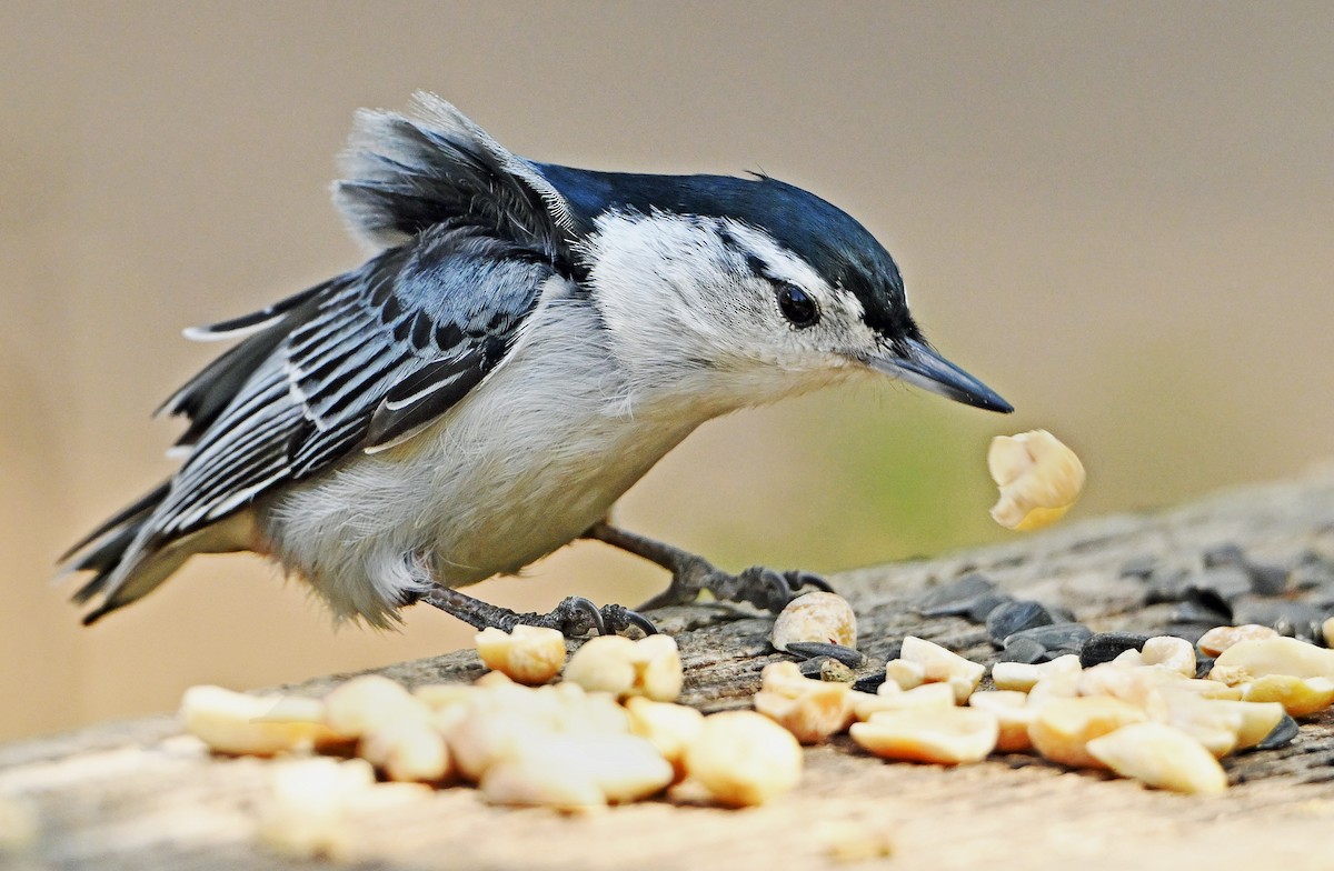 White-breasted Nuthatch - Wayne Oakes