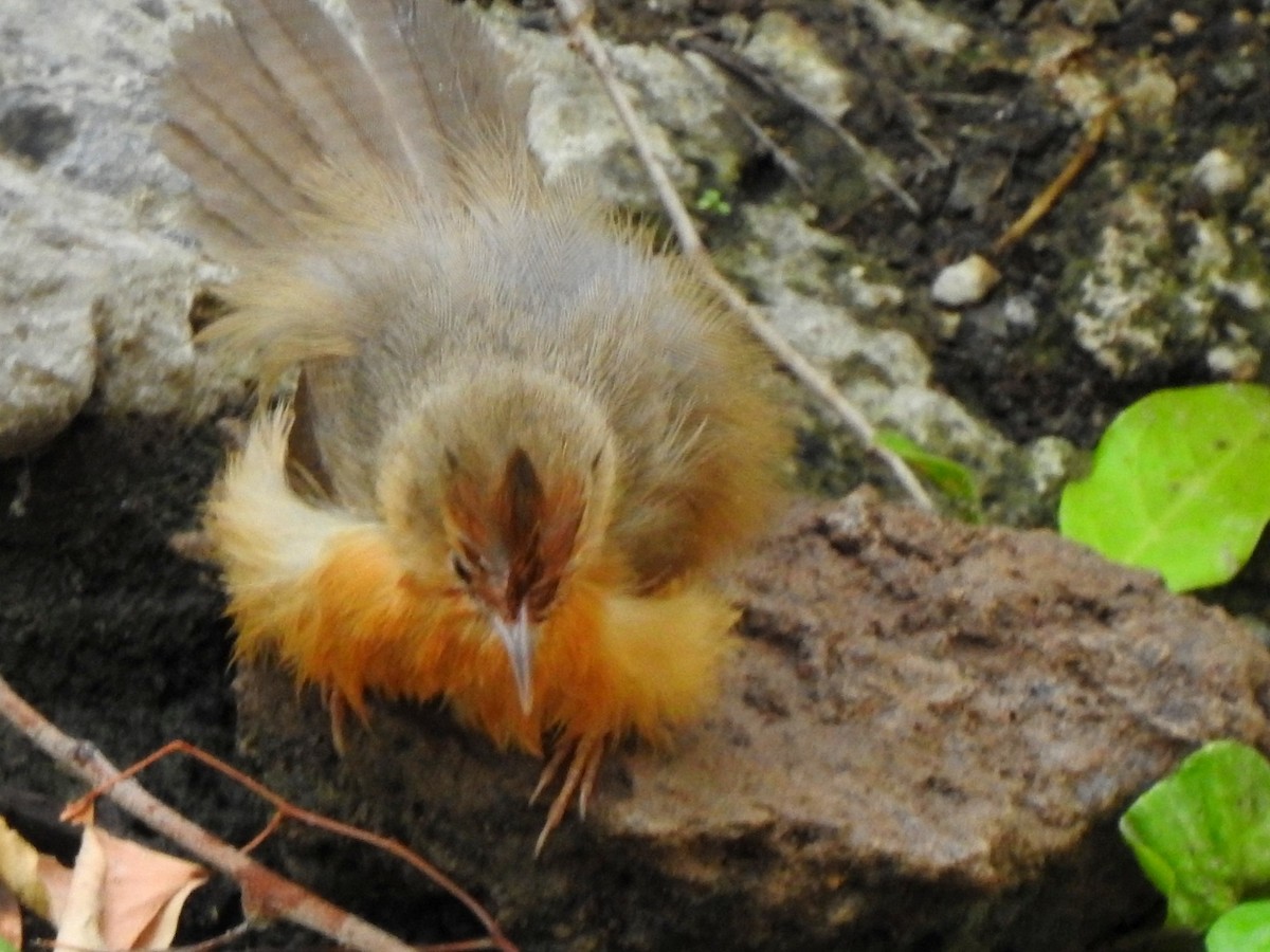 Tawny-bellied Babbler - Hemraj Patil