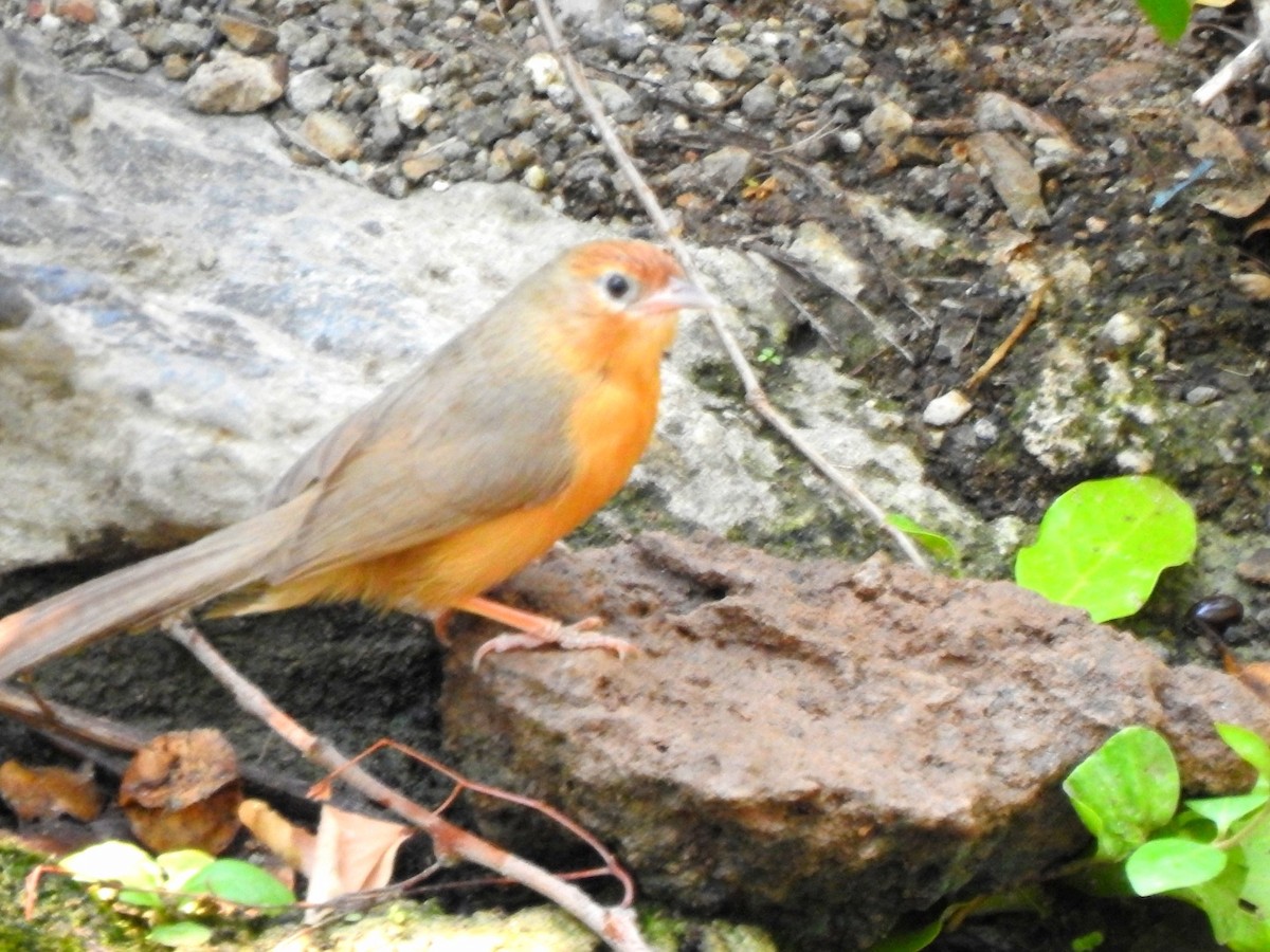 Tawny-bellied Babbler - ML619277438