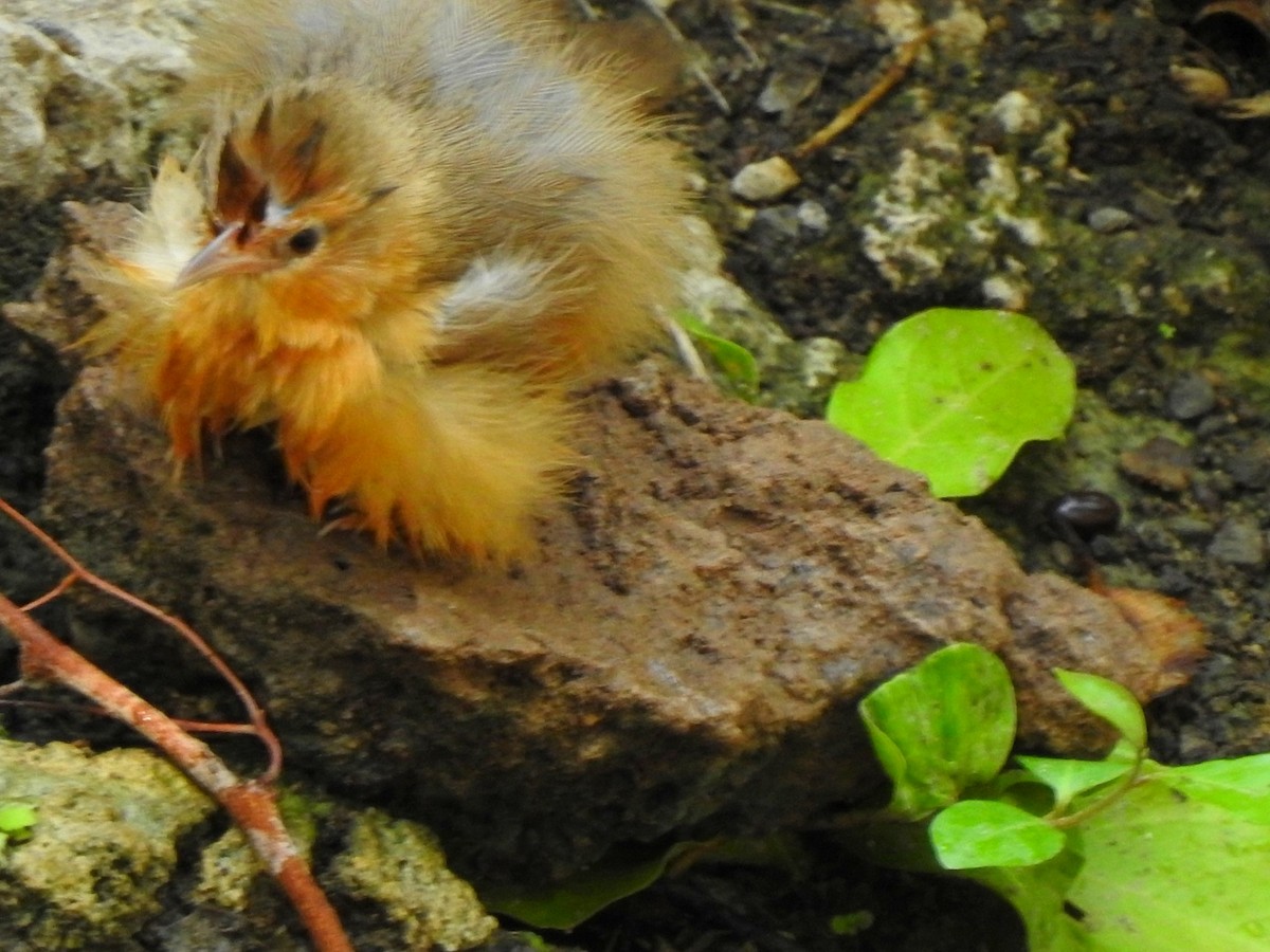 Tawny-bellied Babbler - Hemraj Patil