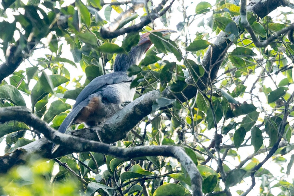 Malabar Gray Hornbill - Zebedee Muller