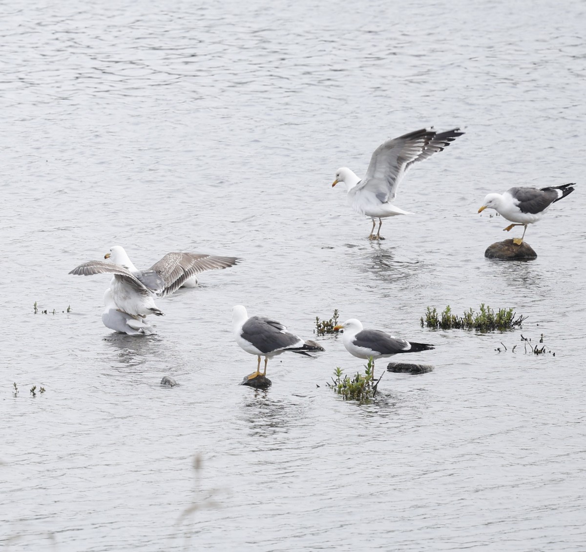 Lesser Black-backed Gull - Kevin McLeod