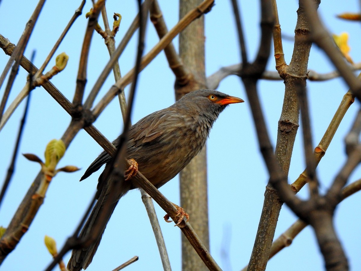 Jungle Babbler - ML619277452