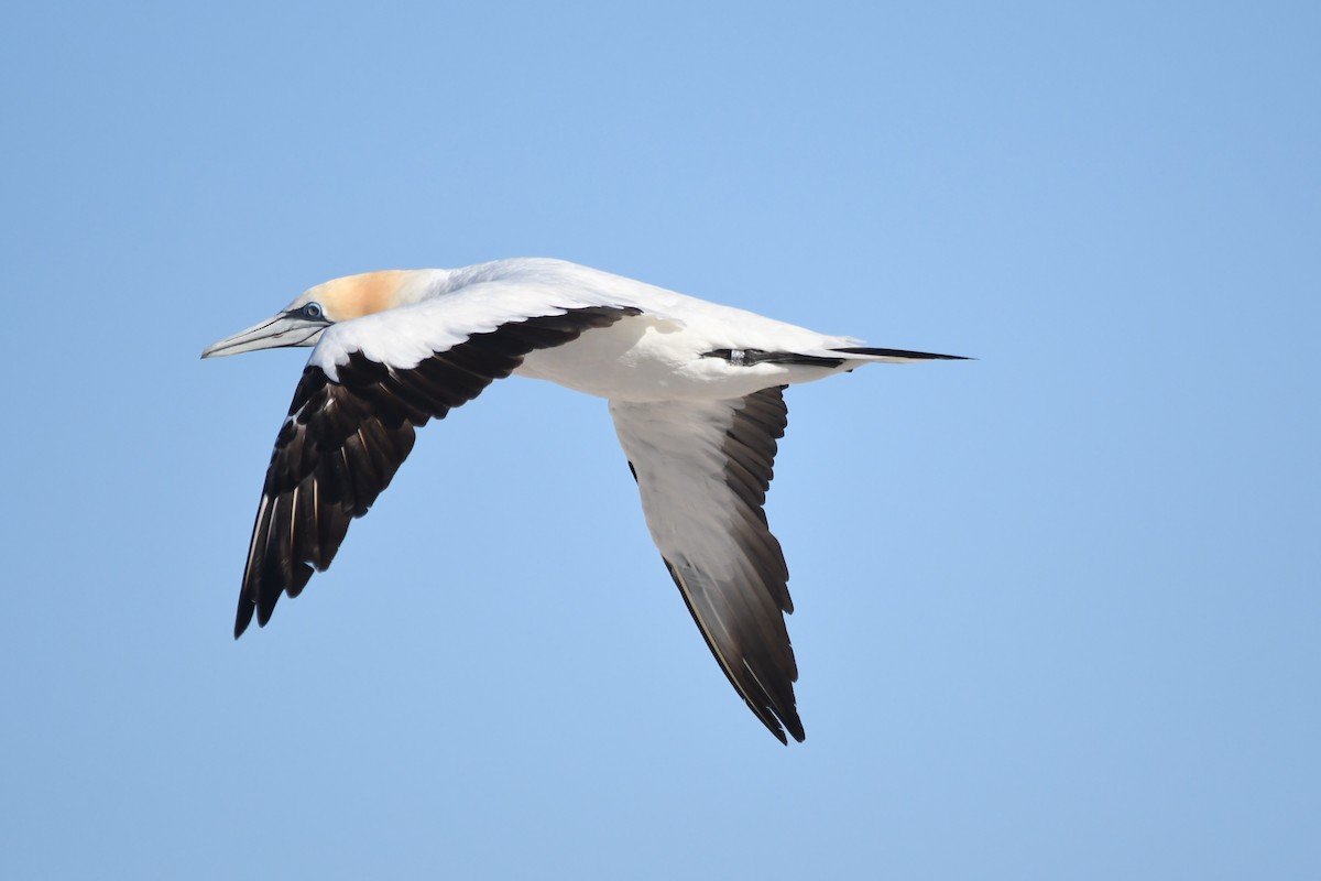 Australasian Gannet - Susan Kruss