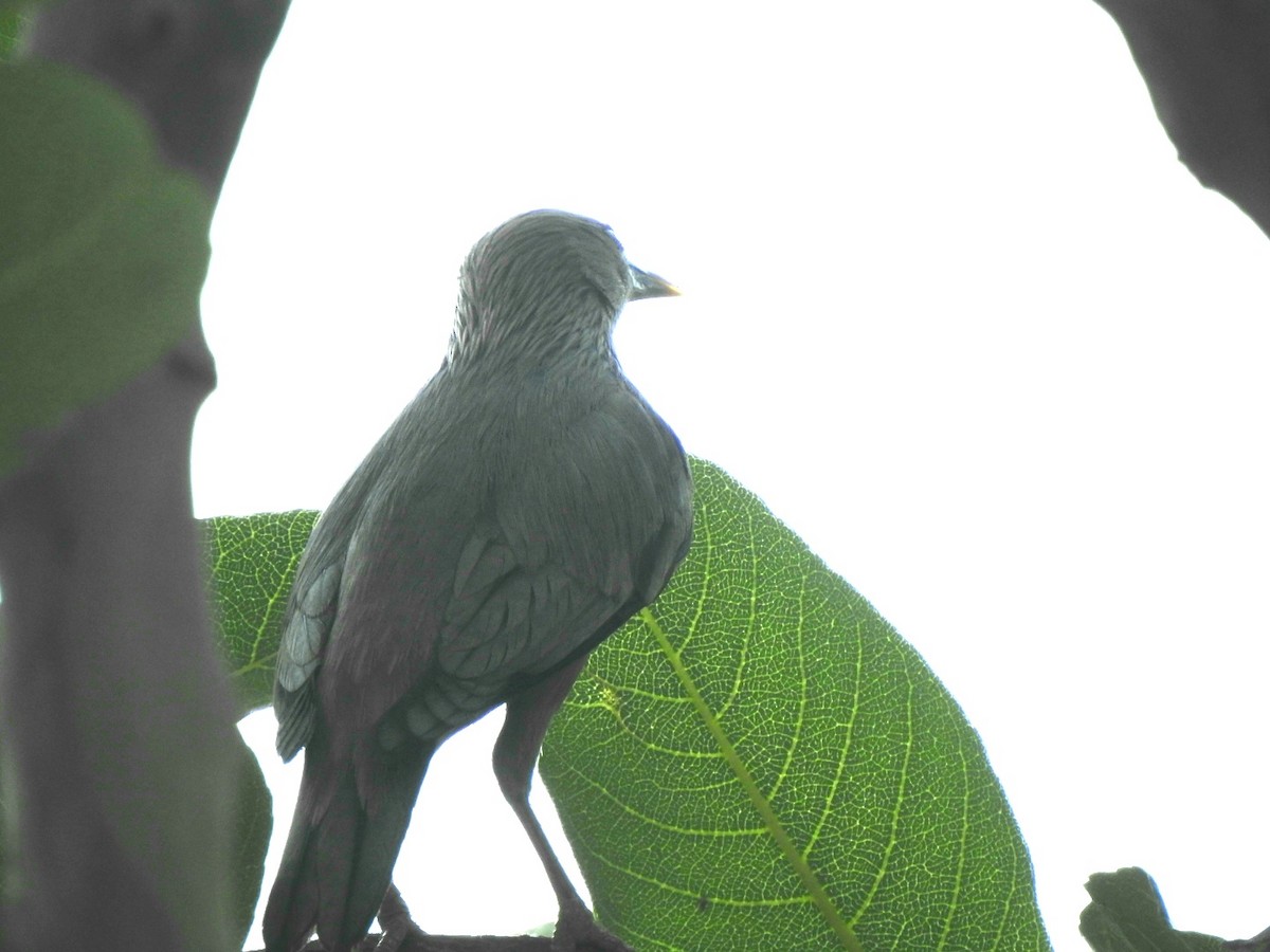 Chestnut-tailed Starling - Hemraj Patil