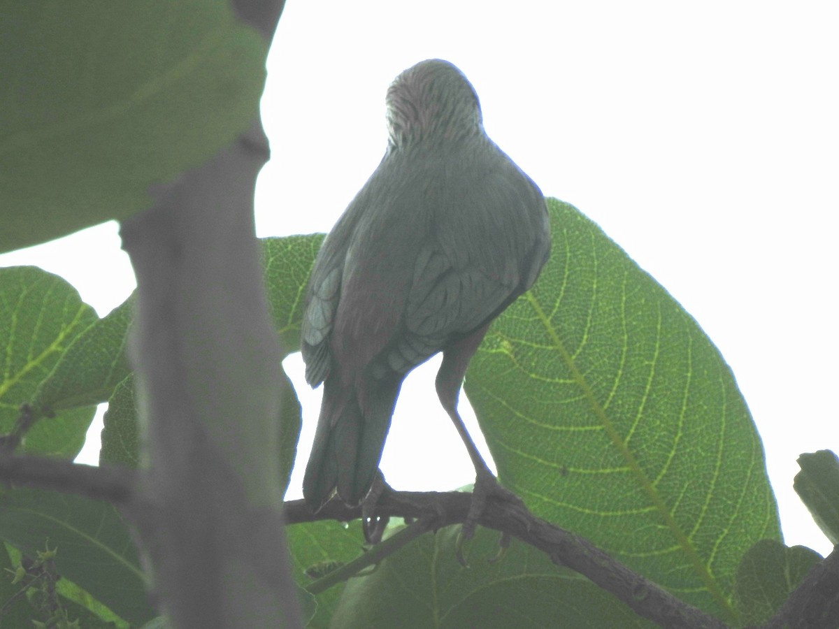 Chestnut-tailed Starling - Hemraj Patil