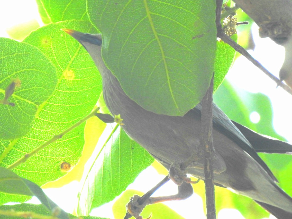 Chestnut-tailed Starling - ML619277467