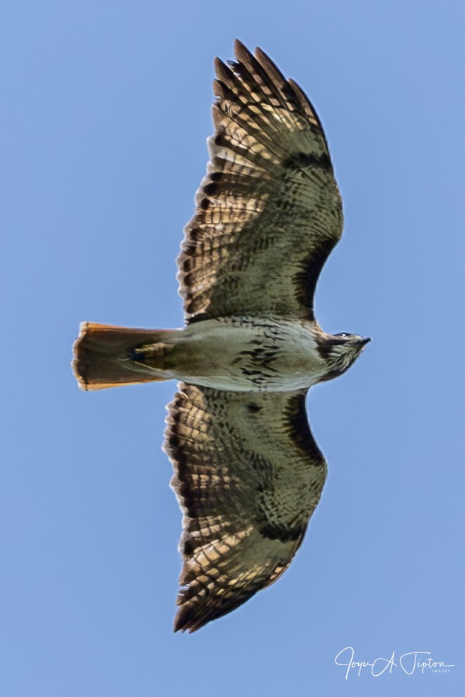 Red-tailed Hawk - ML619277469