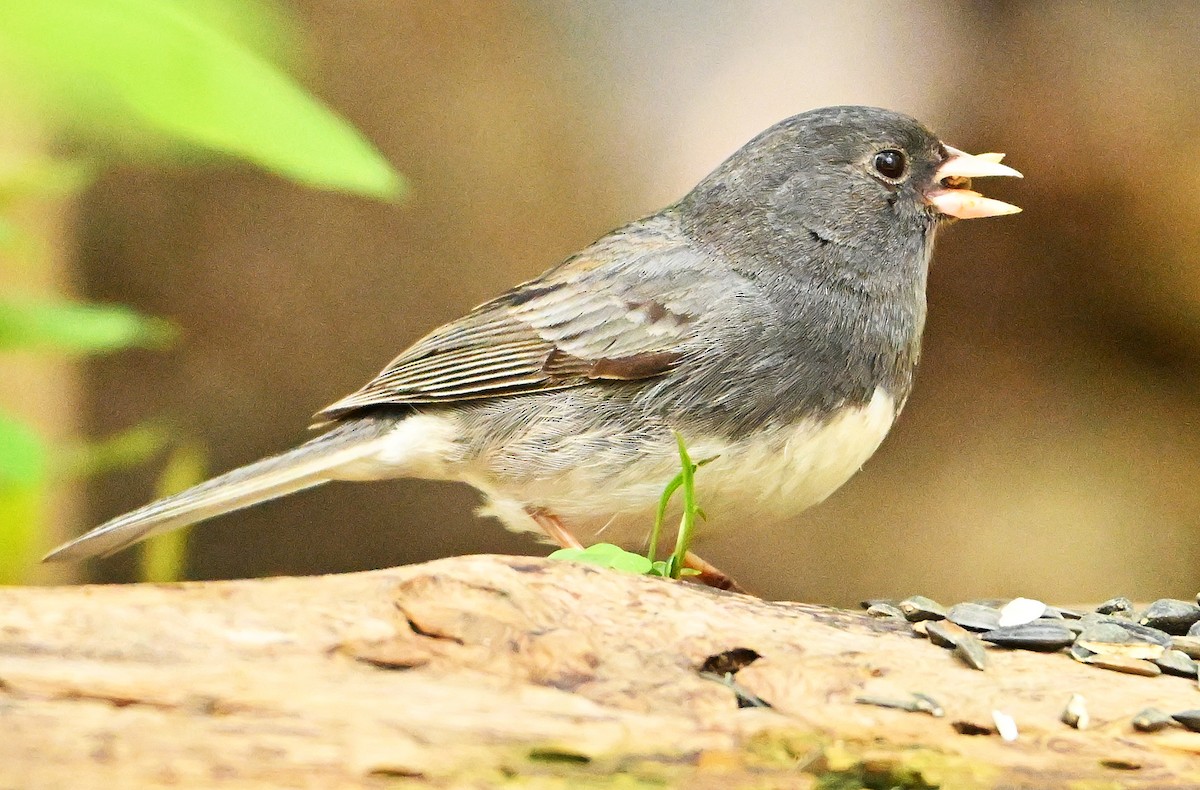 Dark-eyed Junco (Slate-colored) - Wayne Oakes